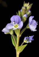 Attēlu rezultāti vaicājumam “Veronica serpyllifolia leaf”