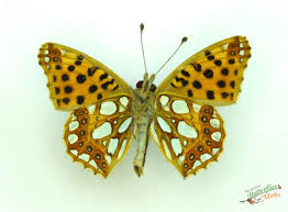 Attēlu rezultāti vaicājumam “Issoria lathonia”