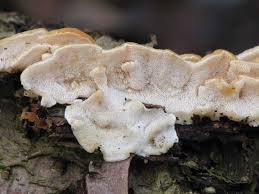 Attēlu rezultāti vaicājumam “Antrodiella semisupina”