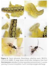 Attēlu rezultāti vaicājumam “Pieris brassicae larva”