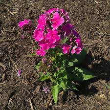 Image result for Phlox paniculata `Sweet Summer`