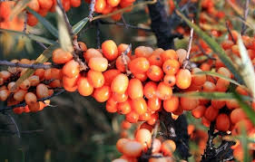 Attēlu rezultāti vaicājumam “Hippophae rhamnoides fruit”