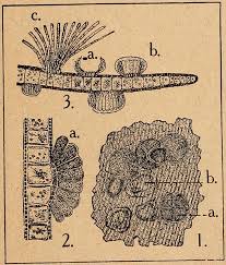 Attēlu rezultāti vaicājumam “Dictydiaethaliaceae”