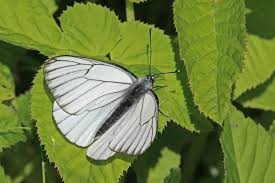 Attēlu rezultāti vaicājumam “Aporia crataegi male”