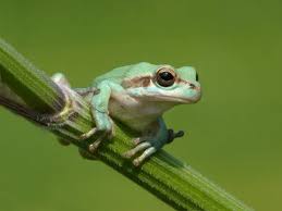 Attēlu rezultāti vaicājumam “Hyla arborea adult”