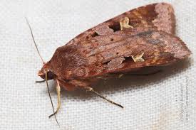 Attēlu rezultāti vaicājumam “Diarsia brunnea”