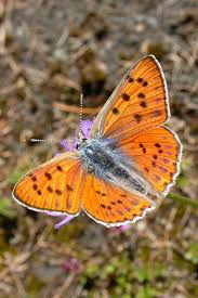 Attēlu rezultāti vaicājumam “Lycaena alciphron”