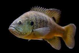 Image result for Lepomis cyanellus