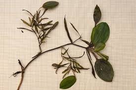 Attēlu rezultāti vaicājumam “Potamogeton gramineus”