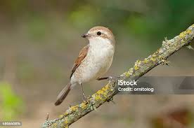 Attēlu rezultāti vaicājumam “Lanius collurio juvenile”