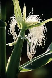 Attēlu rezultāti vaicājumam “Zea mays female flower”