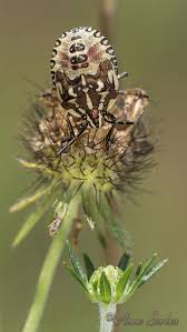 Attēlu rezultāti vaicājumam “Carpocoris sp. nymph”