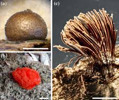 Attēlu rezultāti vaicājumam “Physarum bivalve young”