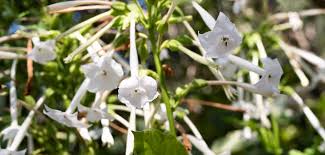 Attēlu rezultāti vaicājumam “Nicotiana tabacum fruit”