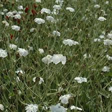 Image result for Lychnis coronaria alba