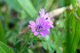 Attēlu rezultāti vaicājumam “Geranium molle flower”
