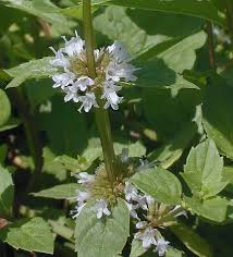 Attēlu rezultāti vaicājumam “Mentha x verticillata leaf”