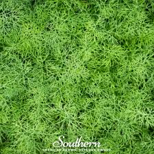 Attēlu rezultāti vaicājumam “Anethum graveolens leaf”