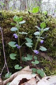 Attēlu rezultāti vaicājumam “Glechoma hederacea flower”