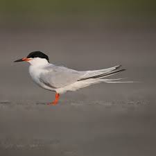 Image result for Sterna dougallii