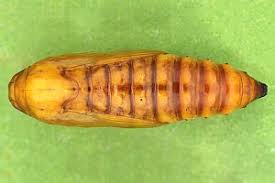 Attēlu rezultāti vaicājumam “Catoptria permutatellus”