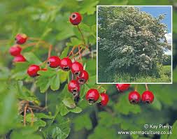 Attēlu rezultāti vaicājumam “Crataegus monogyna fruit”