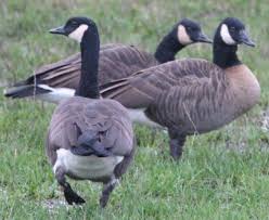 Image result for Branta canadensis