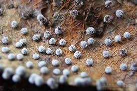 Attēlu rezultāti vaicājumam “Didymium minus”