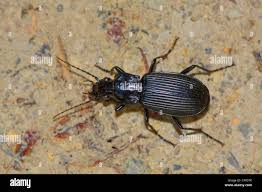 Attēlu rezultāti vaicājumam “Pterostichus niger”