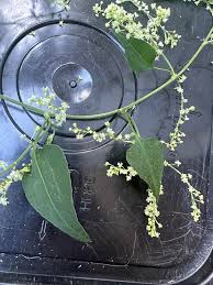 Attēlu rezultāti vaicājumam “Fallopia dumetorum fruit”