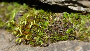 Attēlu rezultāti vaicājumam “Pohlia elongata”