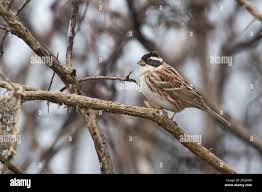 Image result for Emberiza rustica