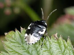 Attēlu rezultāti vaicājumam “Tritomegas bicolor”