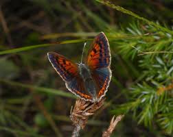 Attēlu rezultāti vaicājumam “Lycaena hippothoe female”