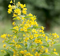 Attēlu rezultāti vaicājumam “Lysimachia vulgaris”
