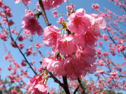 Image result for 緋寒桜