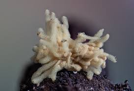 Attēlu rezultāti vaicājumam “Heterotrichia obvelata (syn. Arcyria obvelata) spores”