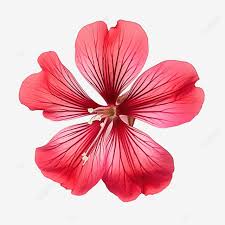Attēlu rezultāti vaicājumam “Geranium palustre flower”