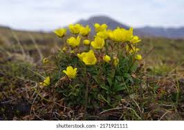 Attēlu rezultāti vaicājumam “Saxifraga hirculus”