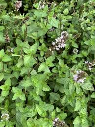 Image result for Menta x piperita