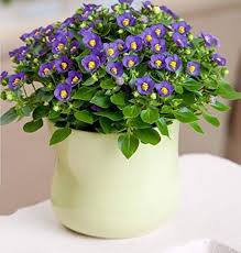 Image result for Exacum affine