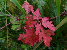 Attēlu rezultāti vaicājumam “Geranium robertianum leaf”