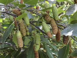 Attēlu rezultāti vaicājumam “Betula pendula flower”