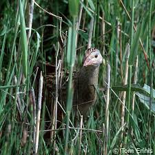 Attēlu rezultāti vaicājumam “Crex crex eggs”
