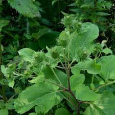 Attēlu rezultāti vaicājumam “Arctium lappa”