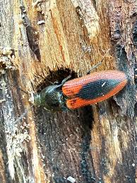 Attēlu rezultāti vaicājumam “Ampedus sanguinolentus”