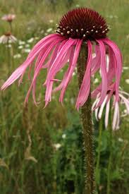 Image result for Echinacea pallida
