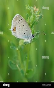 Attēlu rezultāti vaicājumam “Everes argiades underside”