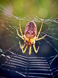 Attēlu rezultāti vaicājumam “Metellina segmentata”