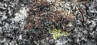 Attēlu rezultāti vaicājumam “Cystocoleus ebeneus”